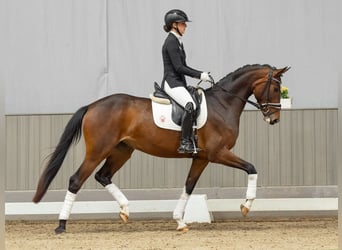 Westfaal, Merrie, 4 Jaar, 164 cm, Bruin