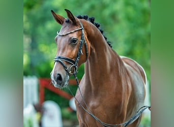 Westfaal, Merrie, 4 Jaar, 164 cm, Bruin