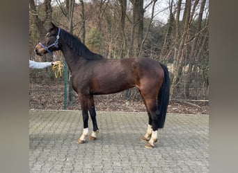 Westfaal, Merrie, 4 Jaar, 164 cm, Bruin