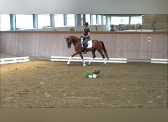 Westfaal, Merrie, 4 Jaar, 164 cm, Bruin