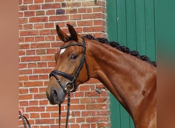 Westfaal, Merrie, 4 Jaar, 164 cm, Bruin