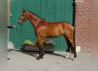 Westfaal, Merrie, 4 Jaar, 164 cm, Bruin