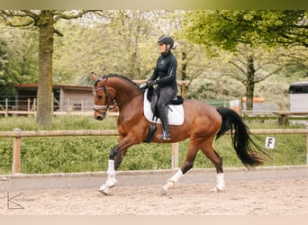 Westfaal, Merrie, 4 Jaar, 164 cm, Bruin