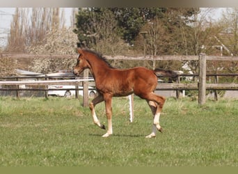 Westfaal, Merrie, 4 Jaar, 164 cm, Bruin