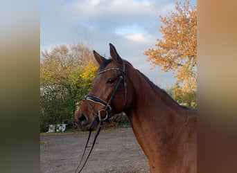 Westfaal, Merrie, 4 Jaar, 164 cm, Bruin