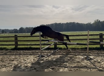 Westfaal, Merrie, 4 Jaar, 164 cm, Bruin