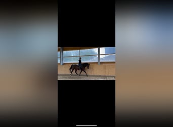 Westfaal, Merrie, 4 Jaar, 164 cm, Bruin