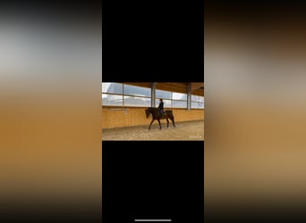 Westfaal, Merrie, 4 Jaar, 164 cm, Bruin