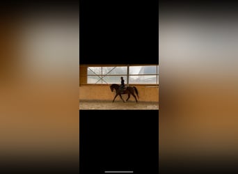 Westfaal, Merrie, 4 Jaar, 164 cm, Bruin