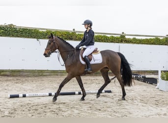 Westfaal, Merrie, 4 Jaar, 164 cm, Bruin