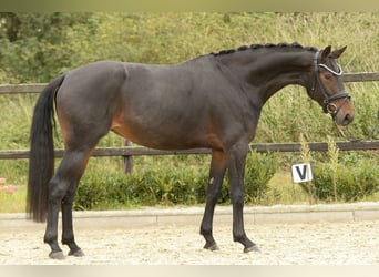 Westfaal, Merrie, 4 Jaar, 164 cm, Donkerbruin