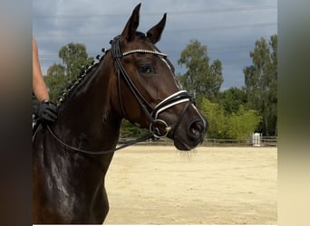 Westfaal, Merrie, 4 Jaar, 164 cm, Donkerbruin
