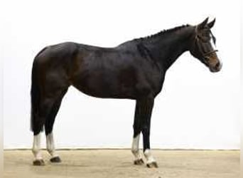 Westfaal, Merrie, 4 Jaar, 164 cm, Donkerbruin