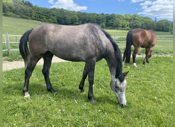 Westfaal, Merrie, 4 Jaar, 164 cm, Schimmel