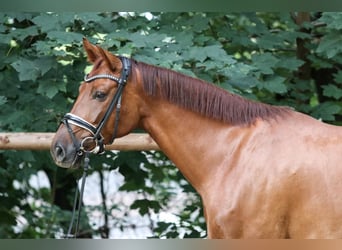 Westfaal, Merrie, 4 Jaar, 164 cm, Vos