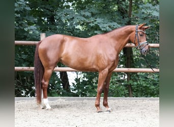 Westfaal, Merrie, 4 Jaar, 164 cm, Vos