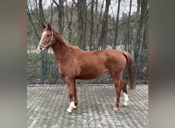 Westfaal, Merrie, 4 Jaar, 164 cm, Vos