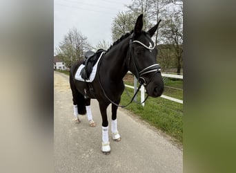 Westfaal, Merrie, 4 Jaar, 164 cm, Zwart