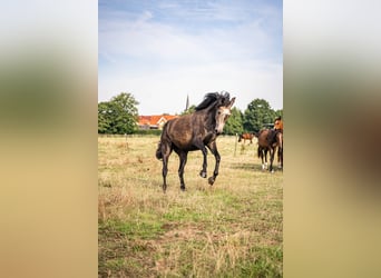 Westfaal, Merrie, 4 Jaar, 165 cm, Appelschimmel