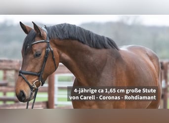 Westfaal, Merrie, 4 Jaar, 165 cm, Brauner