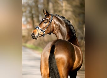 Westfaal, Merrie, 4 Jaar, 165 cm, Bruin