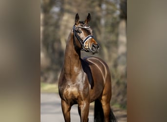 Westfaal, Merrie, 4 Jaar, 165 cm, Bruin