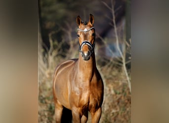 Westfaal, Merrie, 4 Jaar, 165 cm, Bruin
