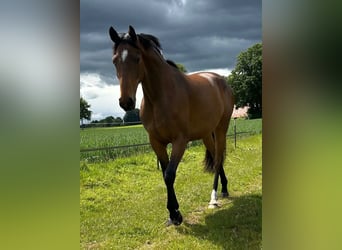 Westfaal, Merrie, 4 Jaar, 165 cm, Bruin