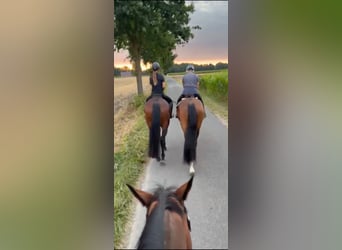 Westfaal, Merrie, 4 Jaar, 165 cm, Bruin