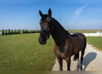 Westfaal, Merrie, 4 Jaar, 165 cm, Donkerbruin