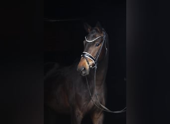 Westfaal, Merrie, 4 Jaar, 165 cm, Donkerbruin