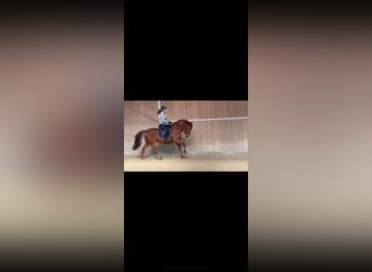 Westfaal, Merrie, 4 Jaar, 165 cm, Donkere-vos