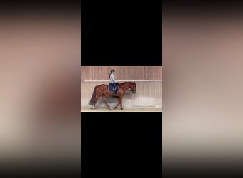 Westfaal, Merrie, 4 Jaar, 165 cm, Donkere-vos