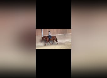 Westfaal, Merrie, 4 Jaar, 165 cm, Donkere-vos