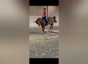 Westfaal, Merrie, 4 Jaar, 165 cm, Donkere-vos