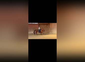 Westfaal, Merrie, 4 Jaar, 165 cm, Donkere-vos