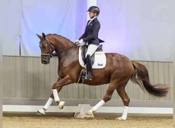 Westfaal, Merrie, 4 Jaar, 165 cm, Vos