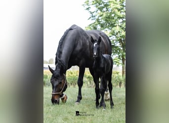 Westfaal, Merrie, 4 Jaar, 165 cm, Zwart