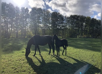 Westfaal, Merrie, 4 Jaar, 165 cm, Zwart