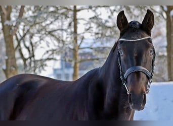 Westfaal, Merrie, 4 Jaar, 165 cm, Zwartbruin