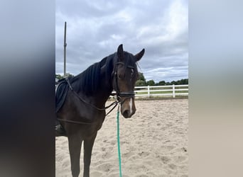 Westfaal, Merrie, 4 Jaar, 166 cm, Bruin