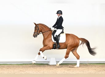 Westfaal, Merrie, 4 Jaar, 166 cm, Bruin