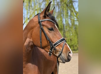 Westfaal, Merrie, 4 Jaar, 166 cm, Bruin