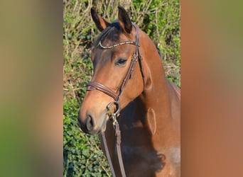 Westfaal, Merrie, 4 Jaar, 166 cm, Bruin