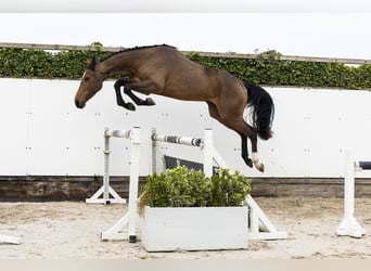 Westfaal, Merrie, 4 Jaar, 166 cm, Bruin