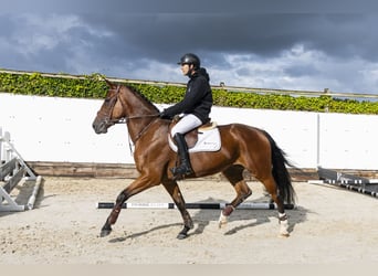 Westfaal, Merrie, 4 Jaar, 166 cm, Bruin