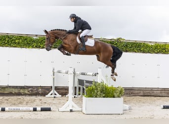 Westfaal, Merrie, 4 Jaar, 166 cm, Bruin