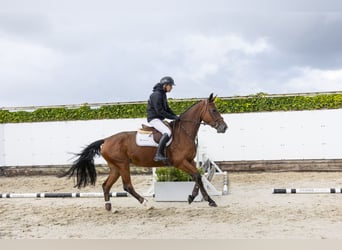 Westfaal, Merrie, 4 Jaar, 166 cm, Bruin