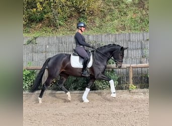 Westfaal, Merrie, 4 Jaar, 166 cm, Donkerbruin