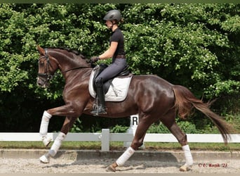 Westfaal, Merrie, 4 Jaar, 166 cm, Donkere-vos